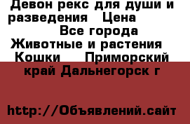 Девон рекс для души и разведения › Цена ­ 20 000 - Все города Животные и растения » Кошки   . Приморский край,Дальнегорск г.